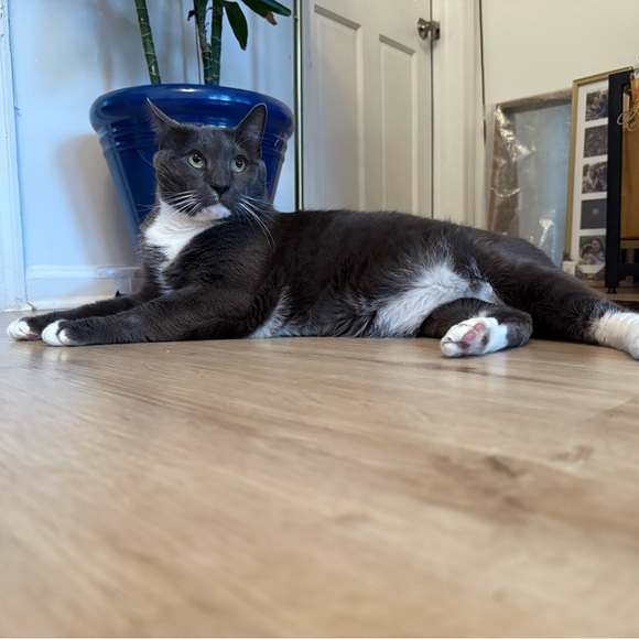 **ShesDicey going Live!!** Live Show Notification Listing - Picture 10 of 16